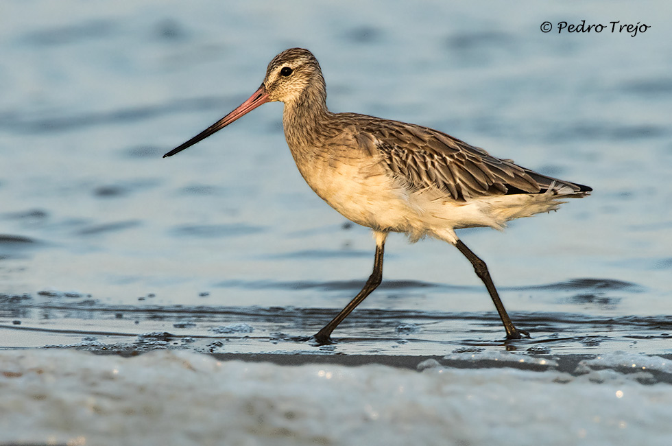 Aguja colipinta (Limosa lapponica)